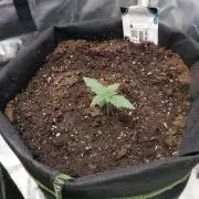 The begening 100w teuto led