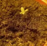 Smoking Mimosa cake auto