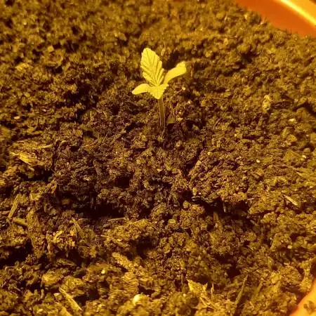 Smoking Mimosa cake auto