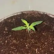 First run Auto Gorilla Z Fastbuds