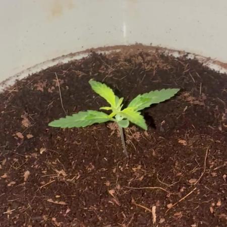 First run Auto Gorilla Z Fastbuds