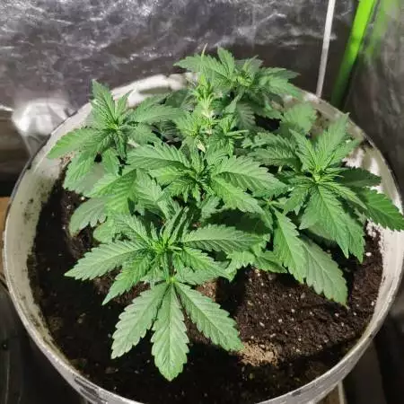 Royal Gorilla - Royal queen seeds