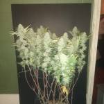 Living soil grow!! Pineapple chunk