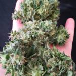 1st Grow_BlueDream'Matic 