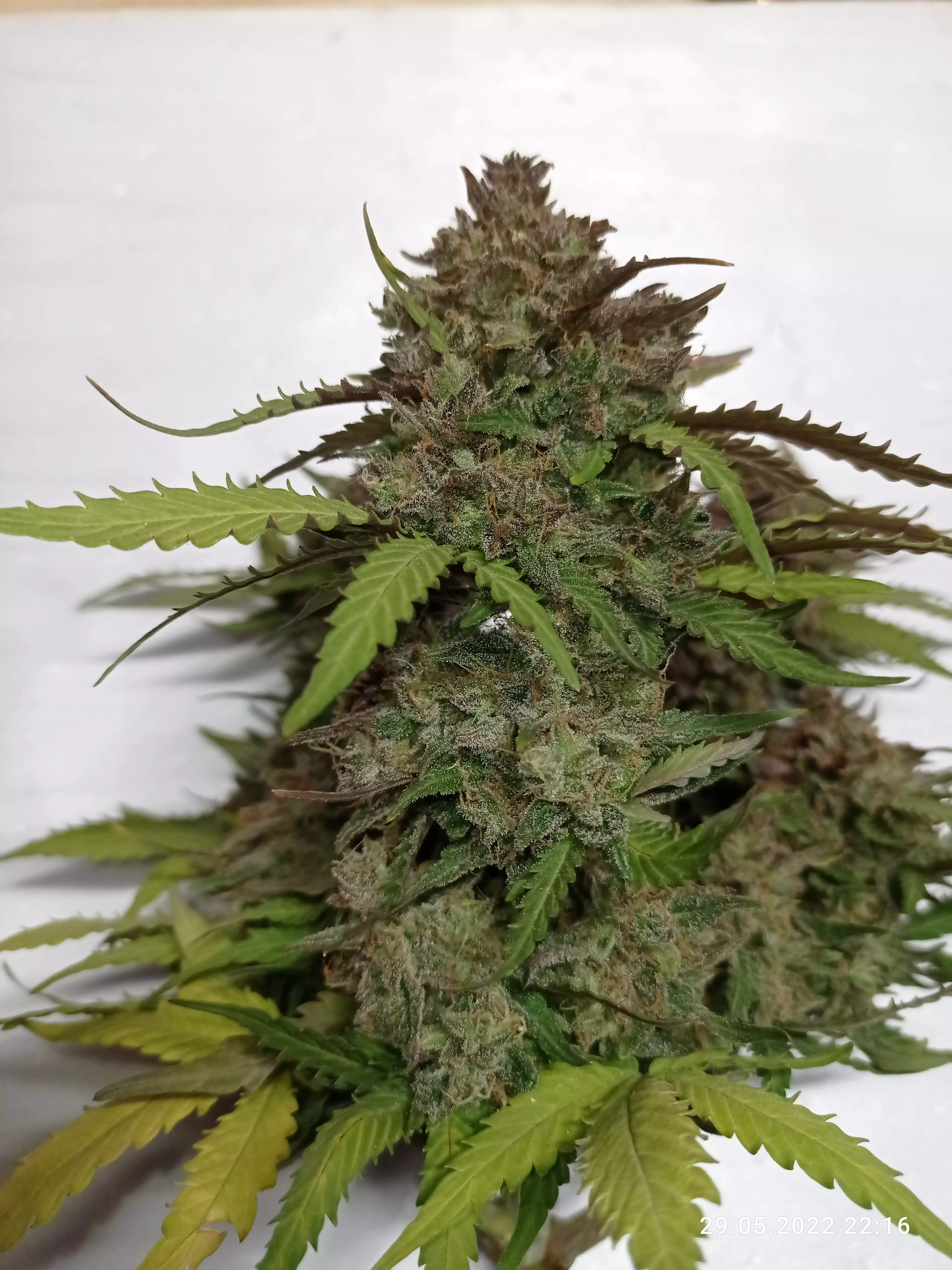 BCN Power Plant Autoflower Seeds by Seedstockers - GrowDi...