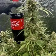 Rocket launcher 🚀🚀🚀