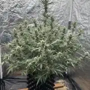 Rocket launcher 🚀🚀🚀