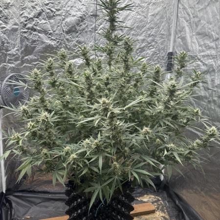 Rocket launcher 🚀🚀🚀