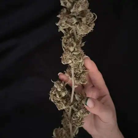 My RECORD is in COCO