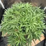 My first report 😊