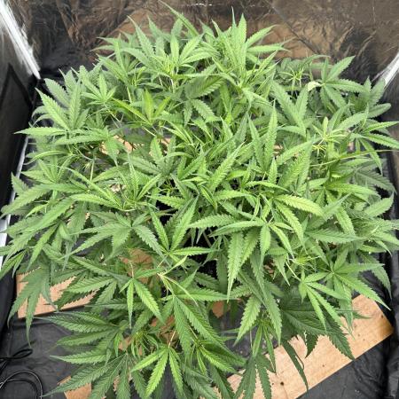 My first report 😊