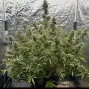 Rocket launcher 🚀🚀🚀