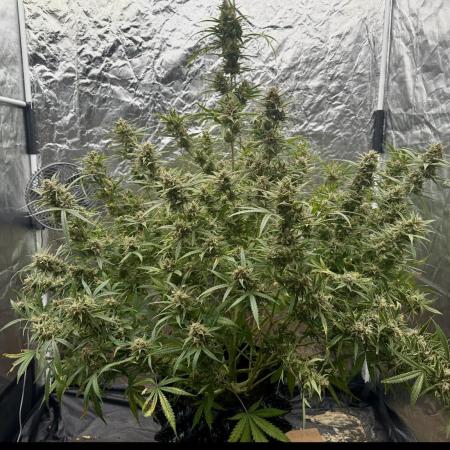 Rocket launcher 🚀🚀🚀