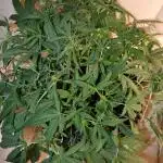 My first report 😊