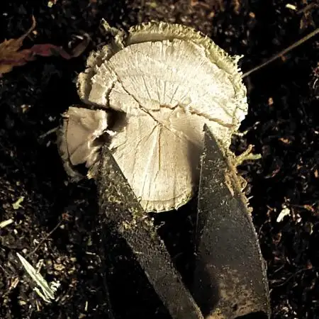 My RECORD is in COCO