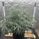 My first report 😊