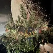 Rocket launcher 🚀🚀🚀