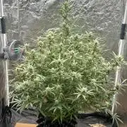 My first report 😊