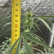 My first report 😊