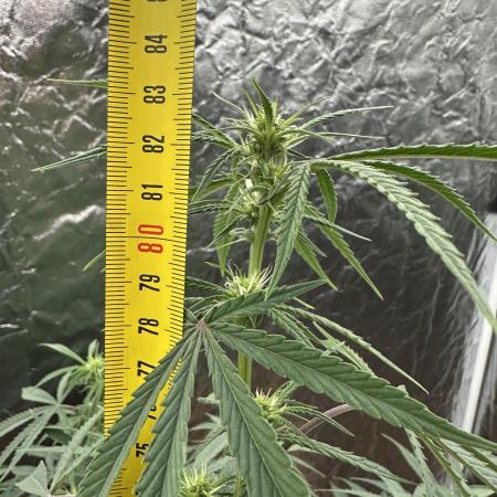 My first report 😊