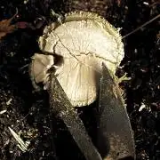 My RECORD is in COCO