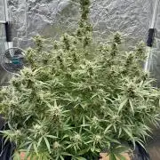 Rocket launcher 🚀🚀🚀