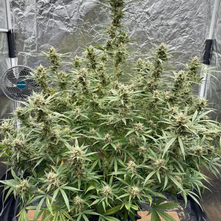 Rocket launcher 🚀🚀🚀