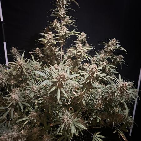 Rocket launcher 🚀🚀🚀