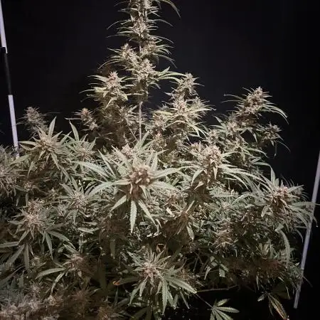 Rocket launcher 🚀🚀🚀