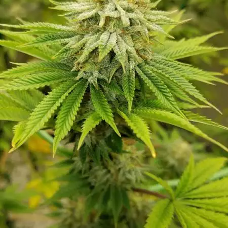Sour Diesel, Organic