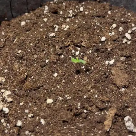 Gorilla Cookies Auto