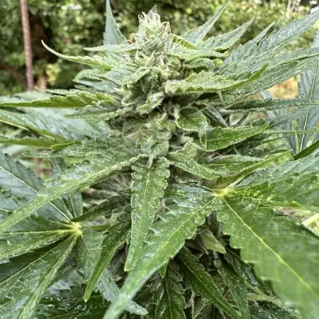 Terp&Tonic Auto