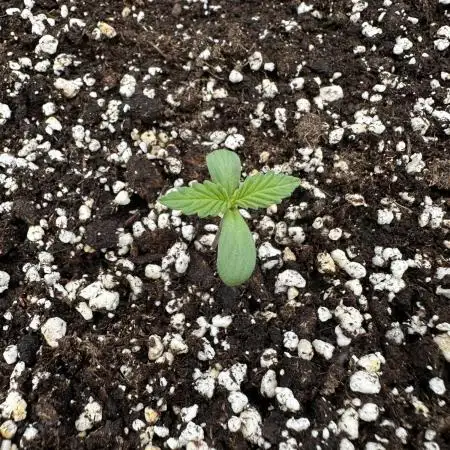 Tropicanna Poison XL Auto