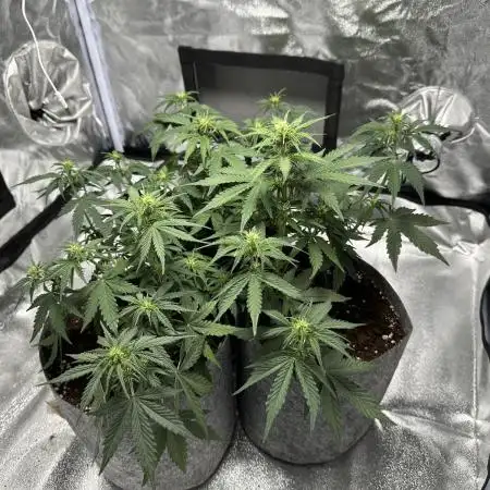 My first indoor