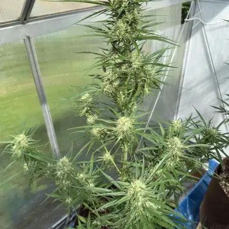Strawberry Gorilla Auto