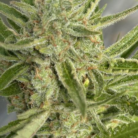 Strawberry Gorilla Auto