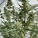 Strawberry Gorilla Auto