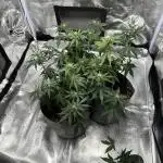 My first indoor