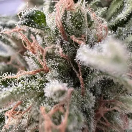 Strawberry Gorilla Auto