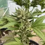 Gorilla Cookies Auto