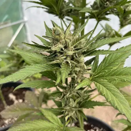 Gorilla Cookies Auto