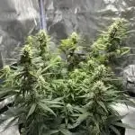 My first indoor