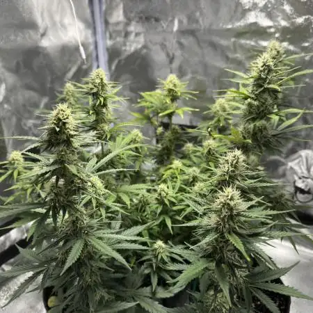 My first indoor
