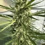 Strawberry Gorilla Auto