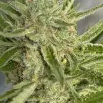 Strawberry Gorilla Auto