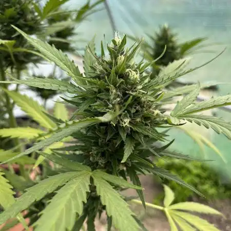 Mimosa x Orange Punch Auto