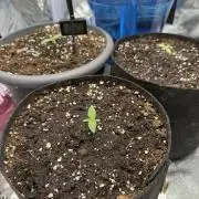 3 kytky - CZE legal grow