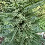 Terp And Tonic Auto