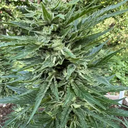 Terp And Tonic Auto