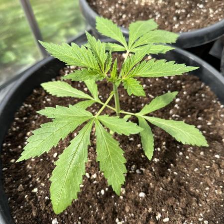 Tropicanna Poison XL Auto